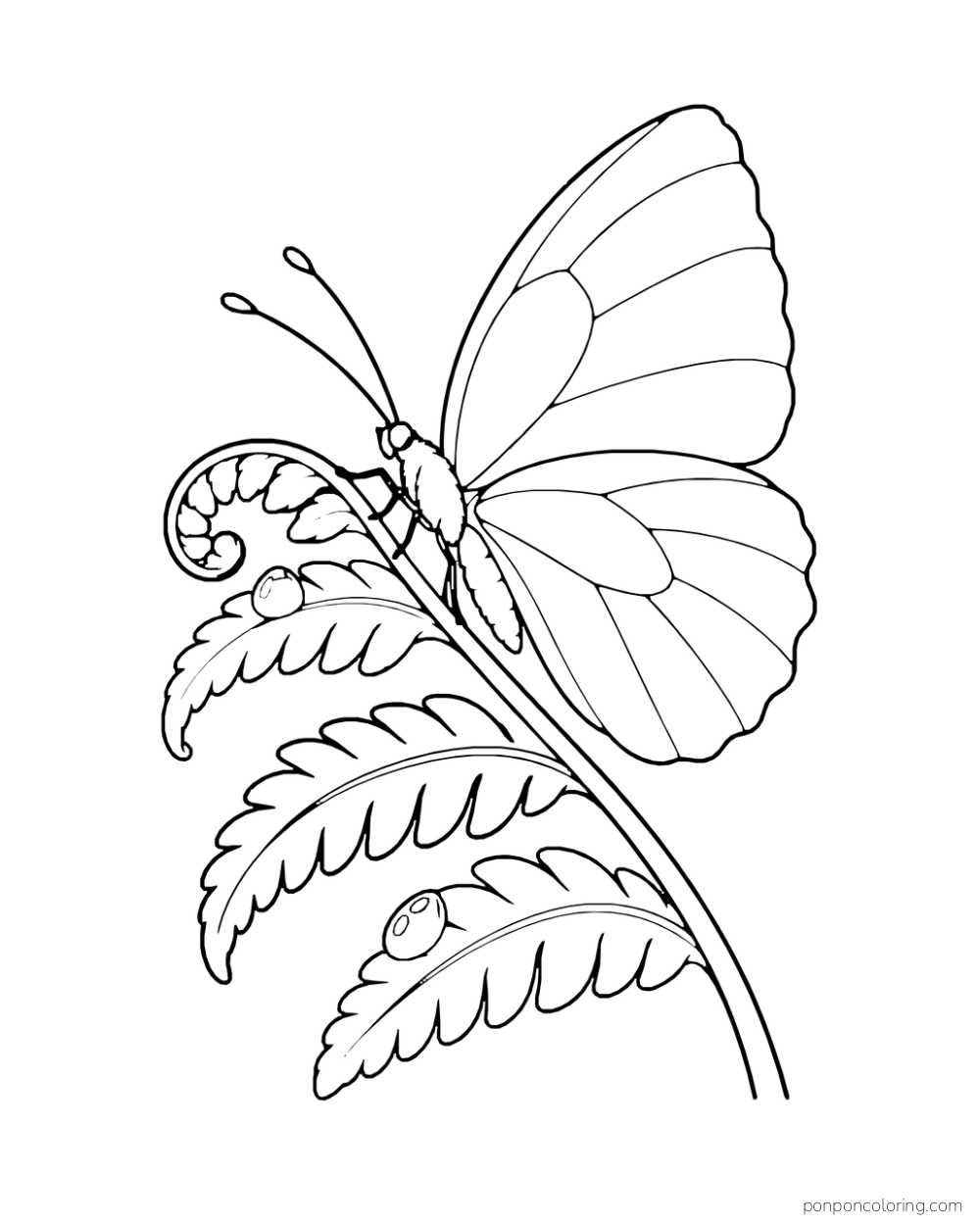 A natural butterfly clings to a curved fern frond near two dew drops.