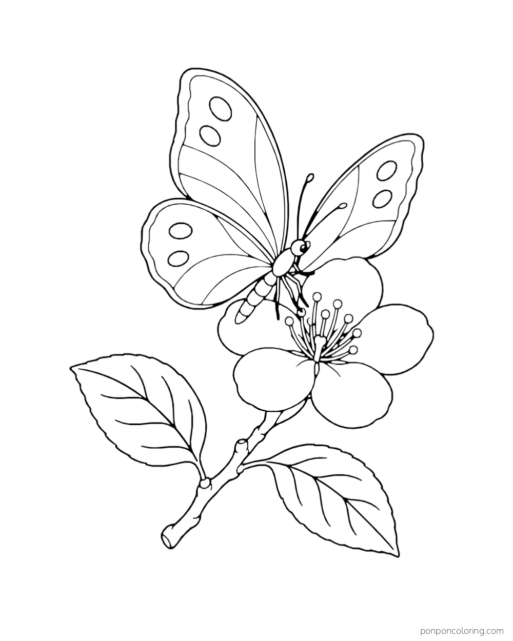 A butterfly with broad patterned wings rests on a five-petal pear blossom on a twig with two leaves.