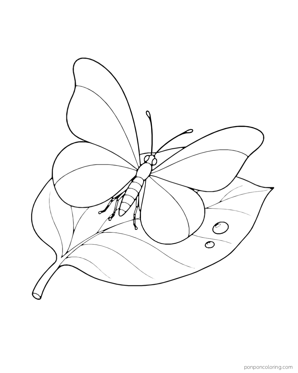 A butterfly with large simple wing panels rests on a broad leaf with two dew drops.
