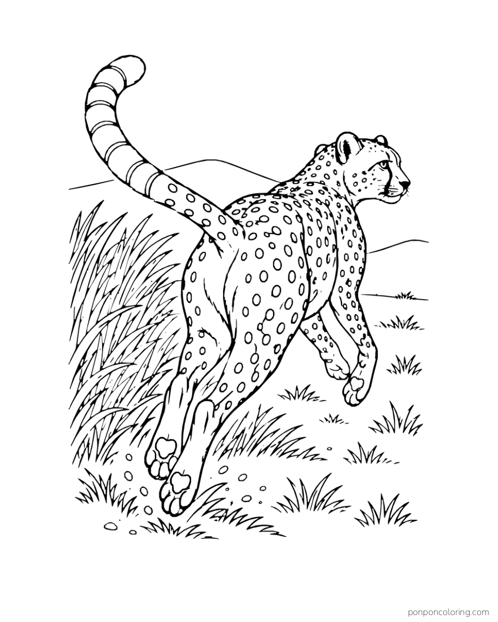 A cheetah pushes forward past a fan of tall grass, viewed from behind.