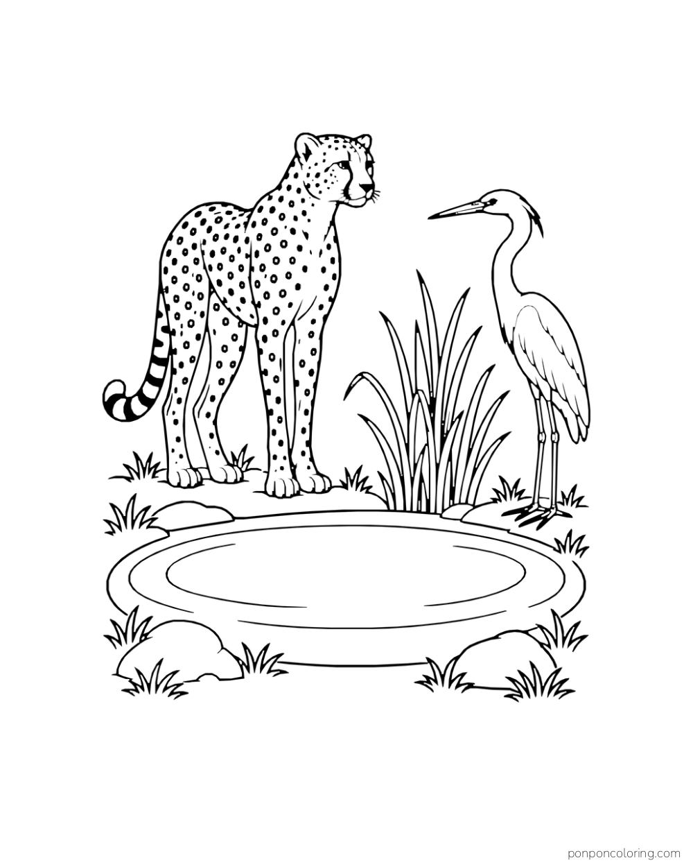A cheetah faces an egret across a round waterhole lined with reeds.