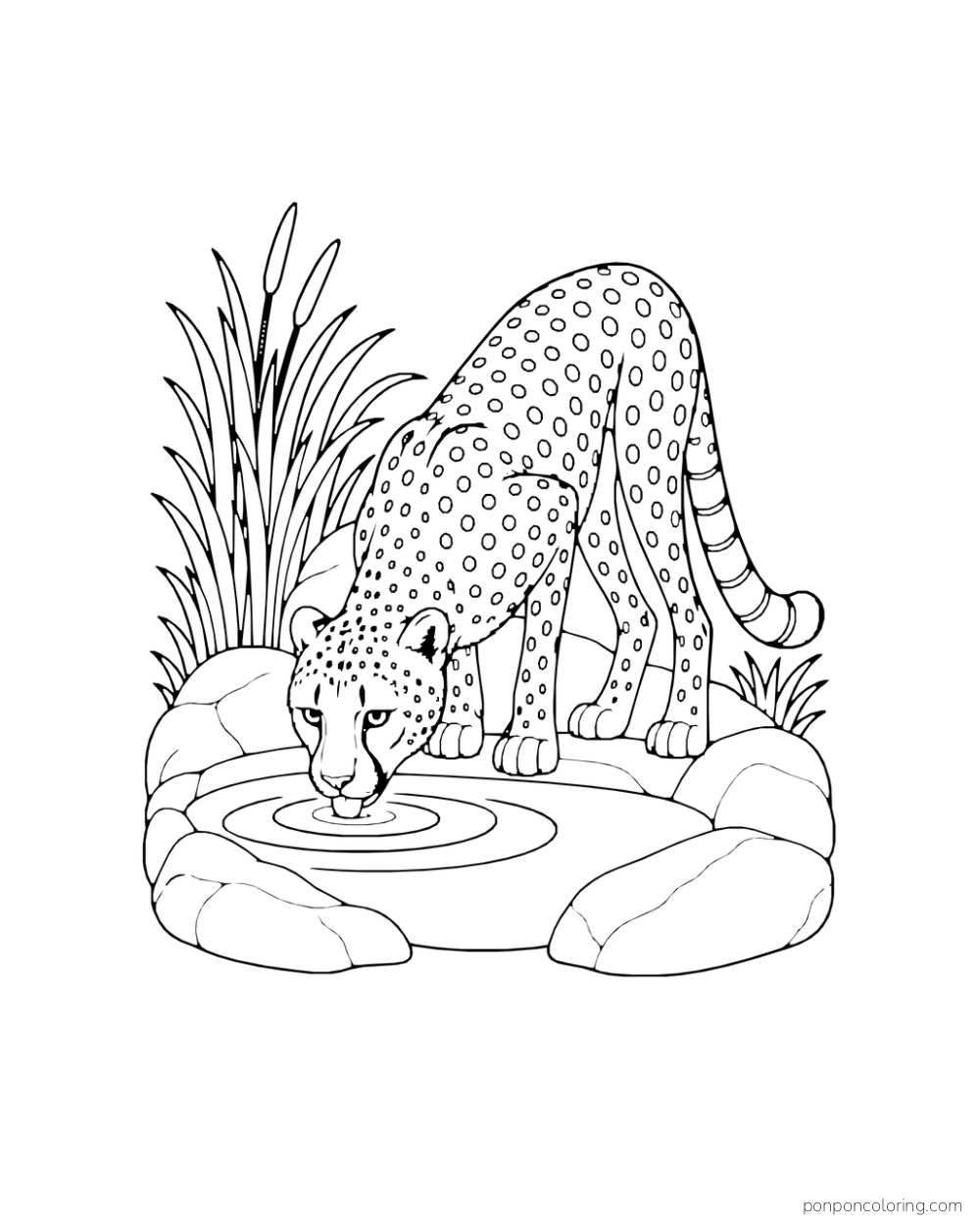 A cheetah bends to drink from an enclosed pool among broad stones and reeds.