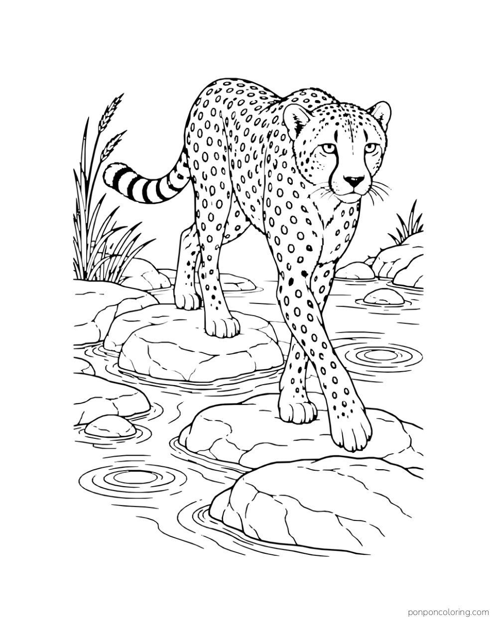 A cheetah steps toward the viewer across broad stones in a shallow stream.