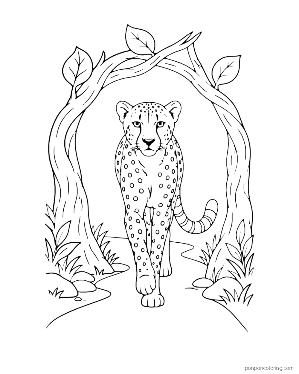 A cheetah walks toward the viewer beneath two arching branches.