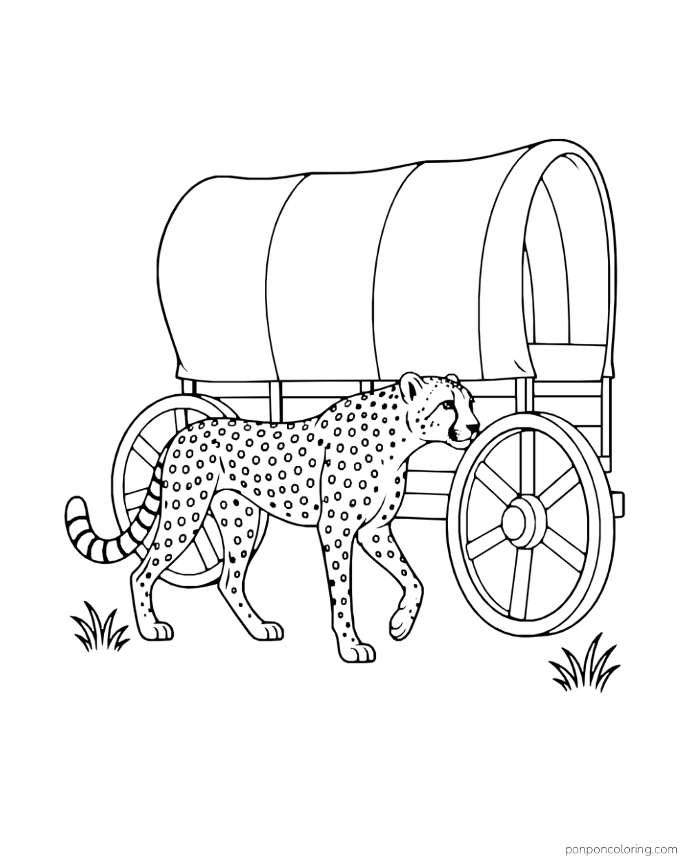 A cheetah walks beside a small covered wagon with two large wheels.