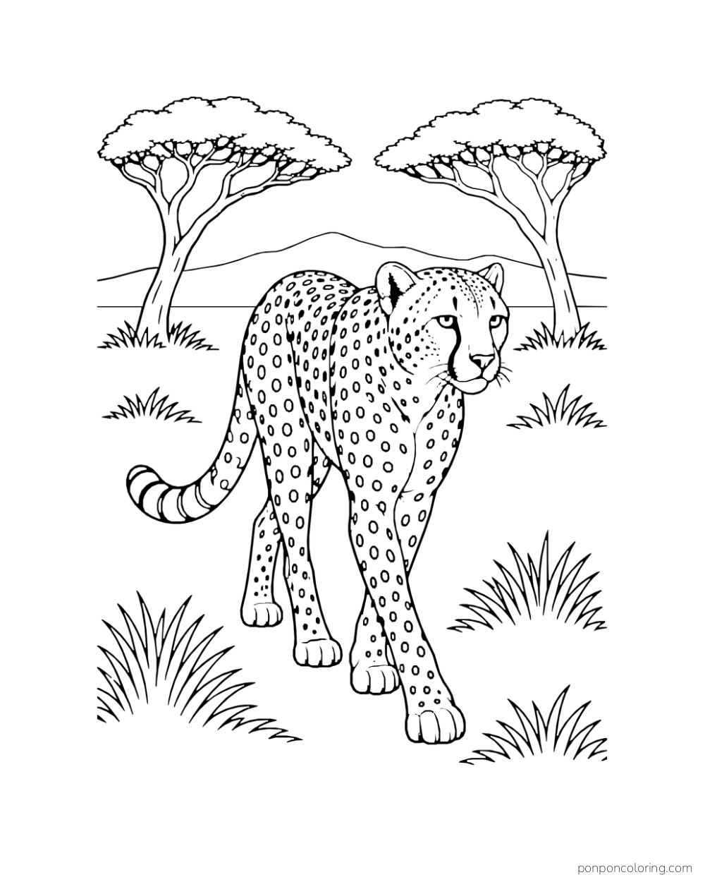 A cheetah walks toward the viewer between two acacia trees.