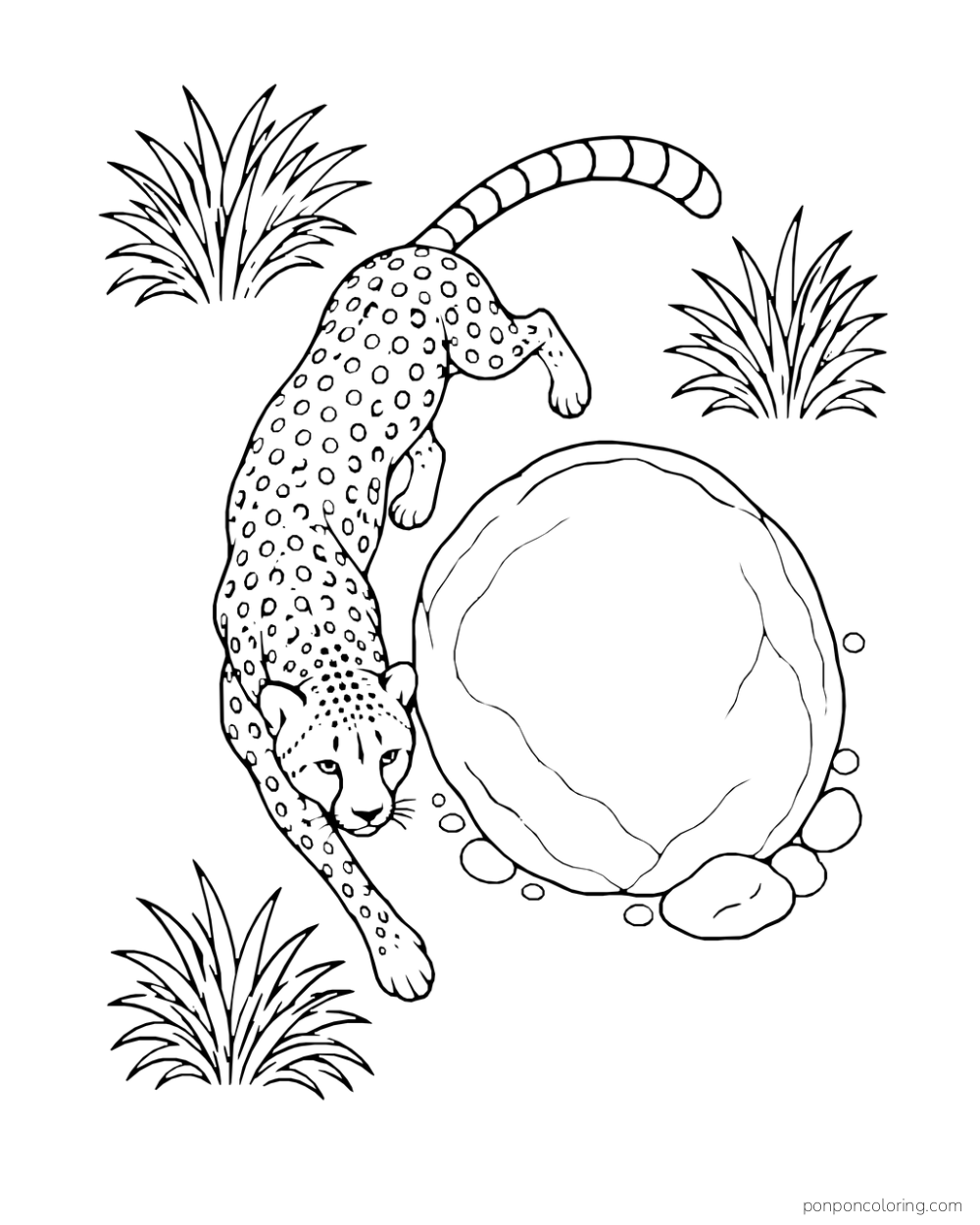 From above, a cheetah curves around a large round boulder and grass clumps.