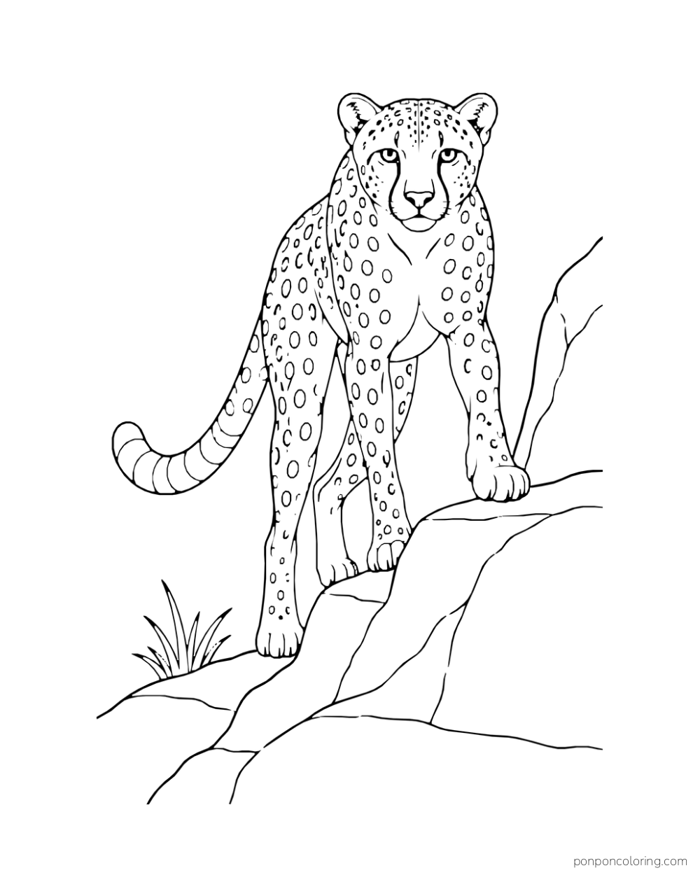 A cheetah climbs a broad rock step toward the viewer.