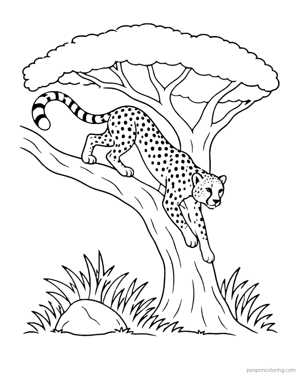 A cheetah climbs down a low acacia branch with its front paws reaching toward the trunk.