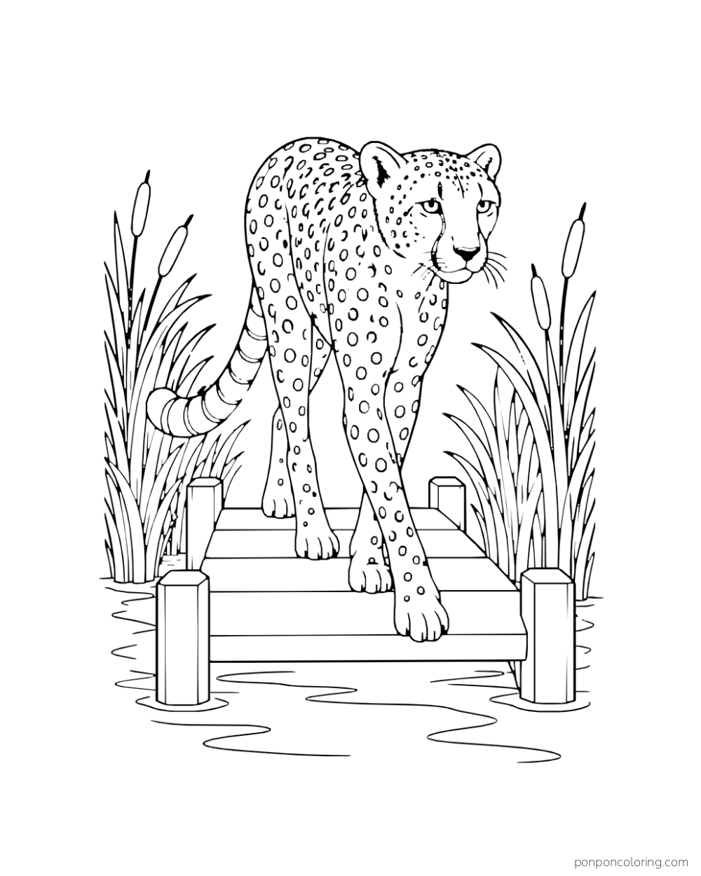 A cheetah steps across a short wooden boardwalk between tall reeds.