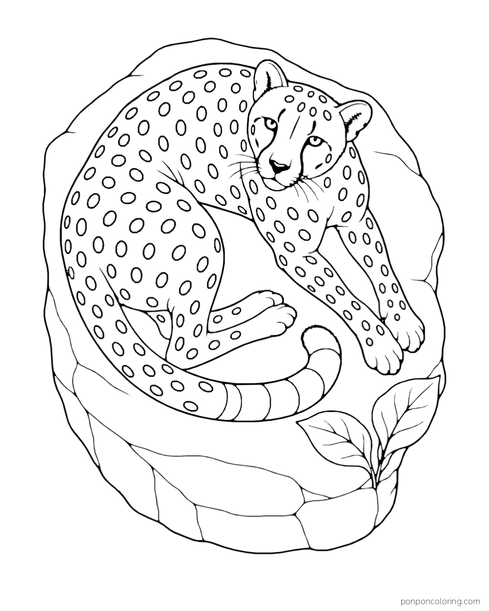 A spotted cheetah curls on a smooth rock beside broad leaves.