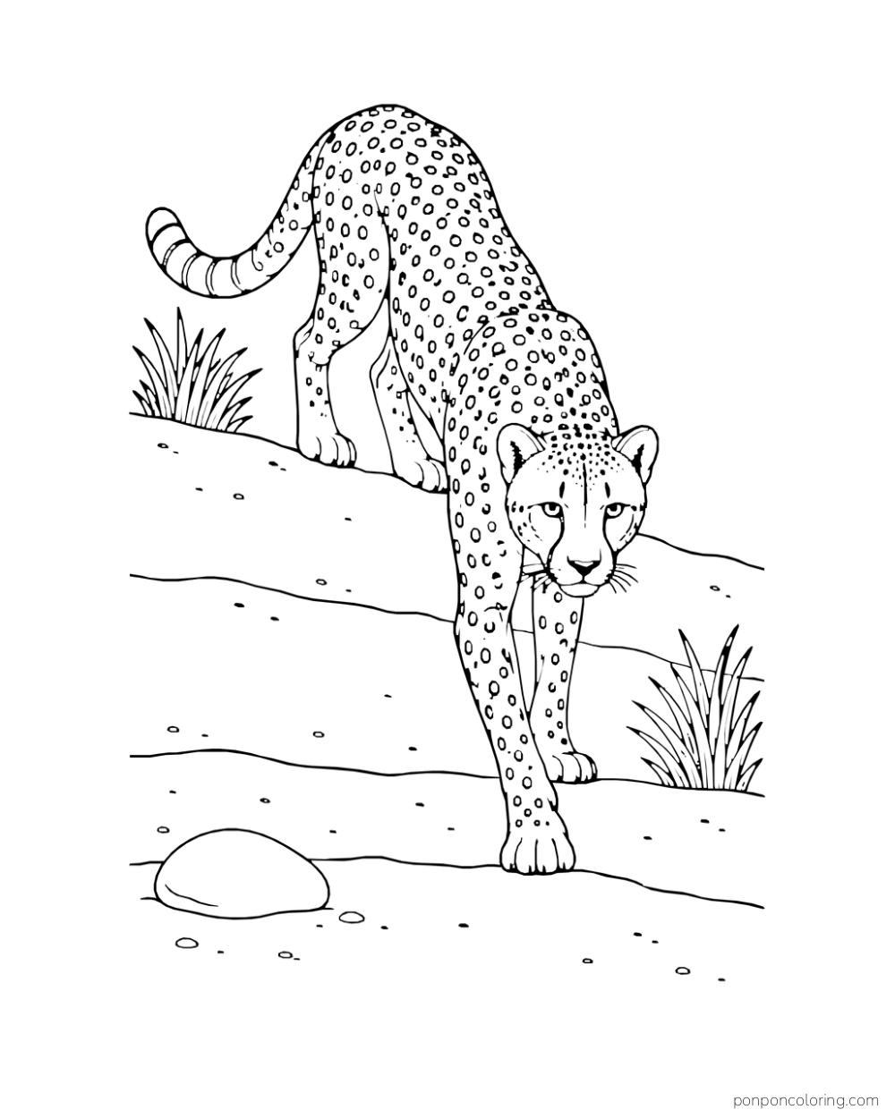 A cheetah steps down a gentle sandy bank toward the viewer.