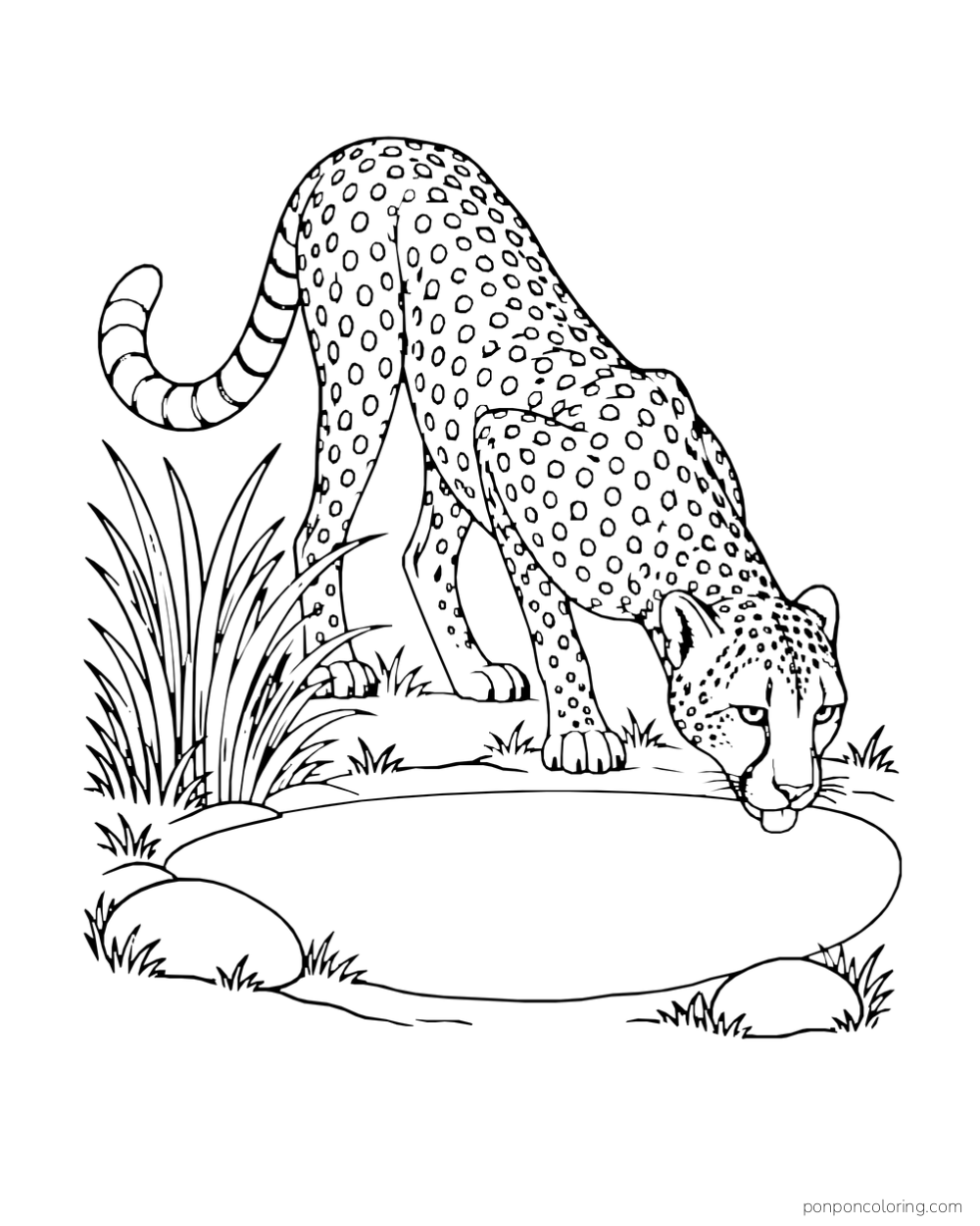 A cheetah lowers its head to drink from a small waterhole beside stones.