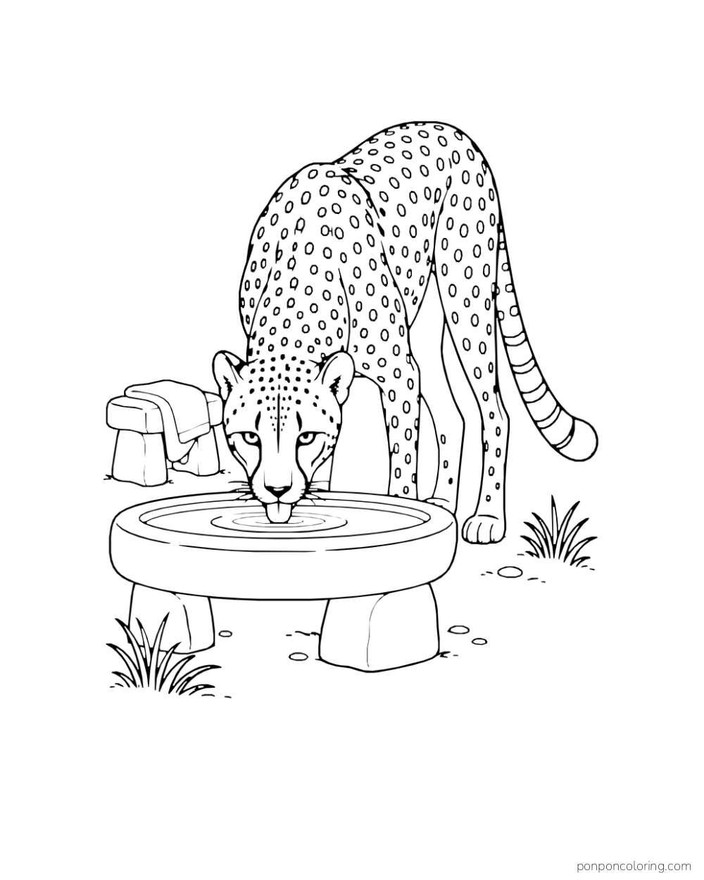 A cheetah drinks from a broad stone basin beside a low camp stool.