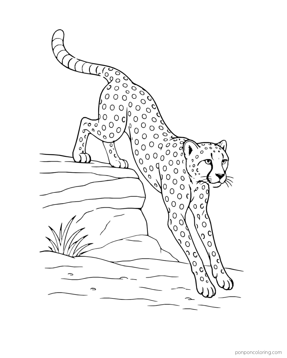 A cheetah leaps down from a low rock shelf with forepaws reaching toward the ground.