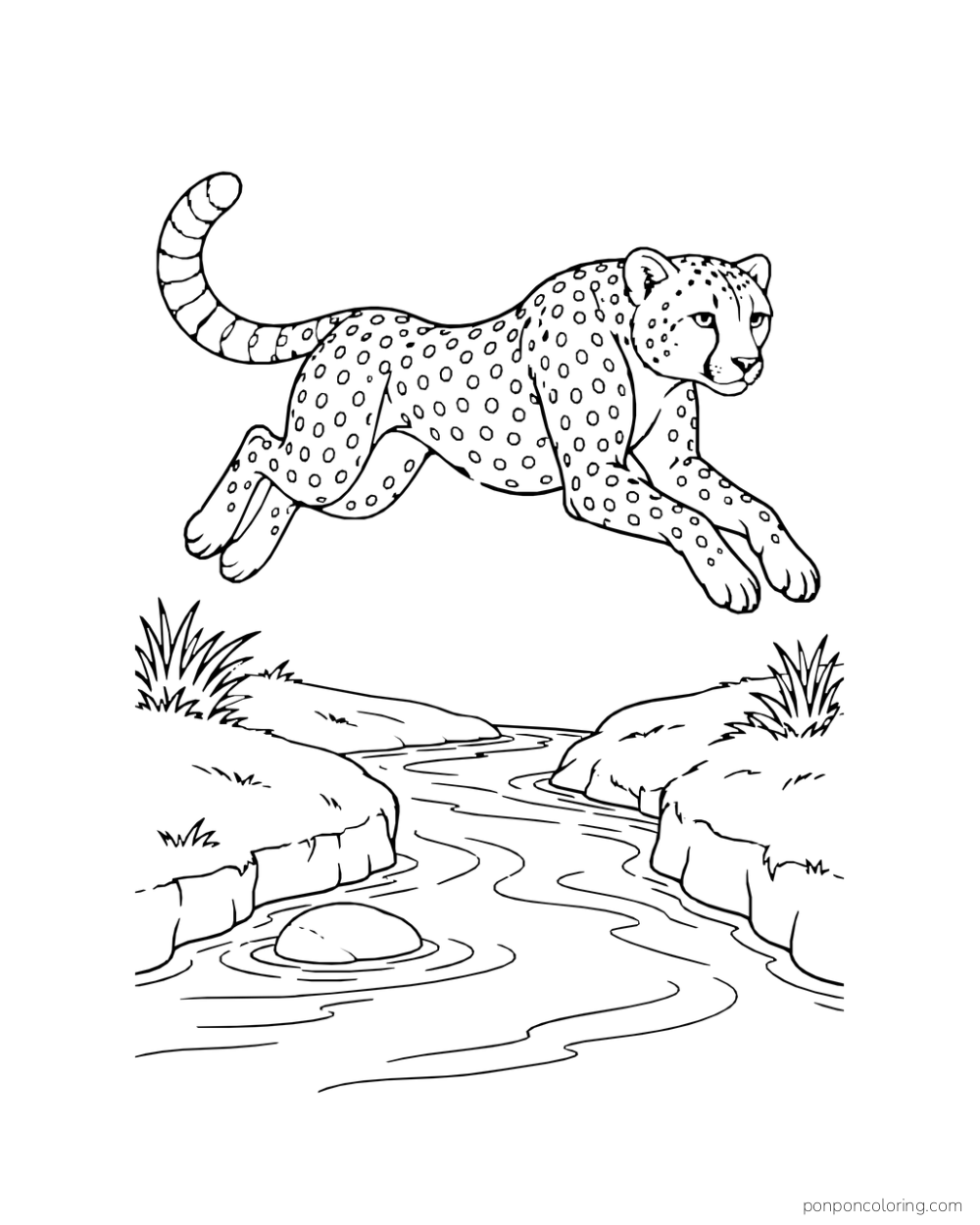 A cheetah leaps over a narrow winding stream with all four paws off the ground.