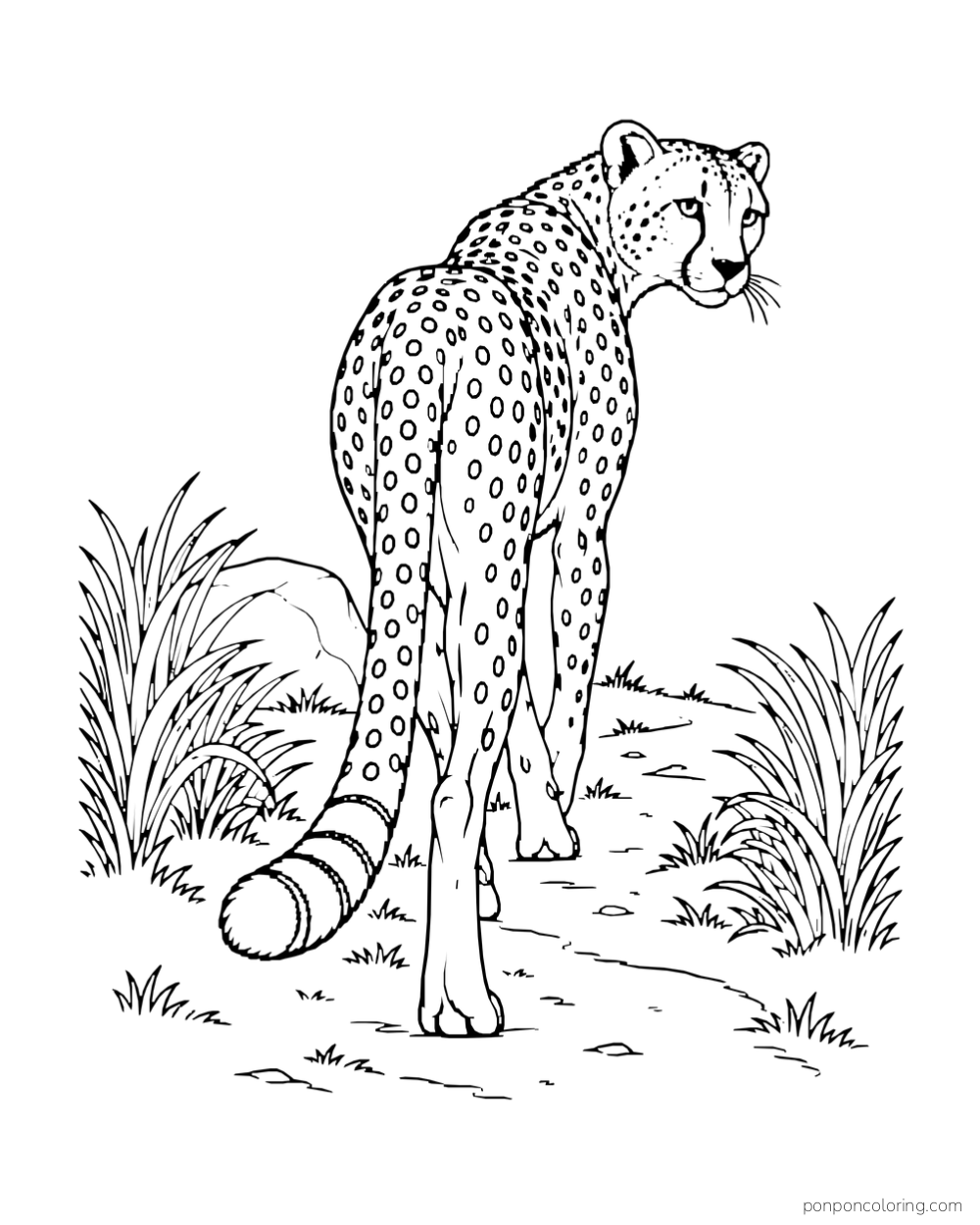 A cheetah turns its head back while walking along a grass-lined path.