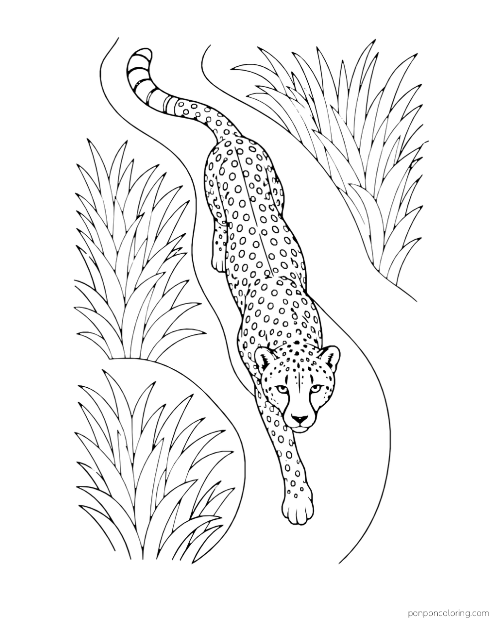 A cheetah walks along a curved trail through tall grass, seen from above.