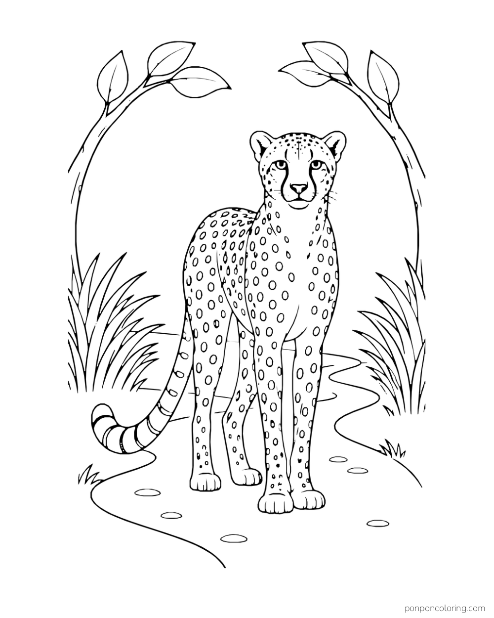 A cheetah faces the viewer on a winding path beneath two arching branches.
