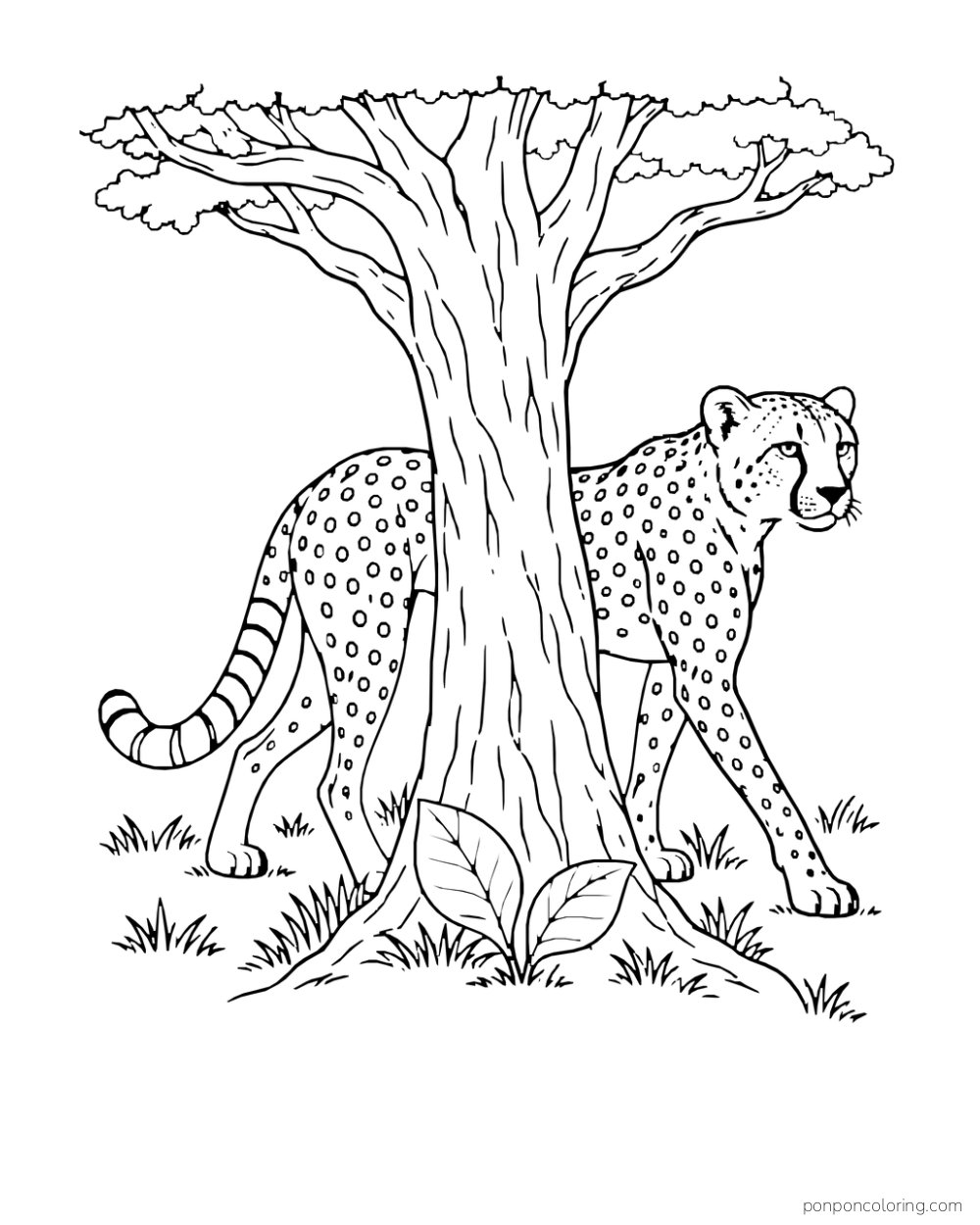 A cheetah walks behind an acacia trunk with its head emerging on the other side.