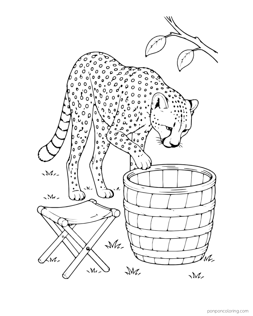 A cheetah looks into an empty woven basket beside a camp stool.