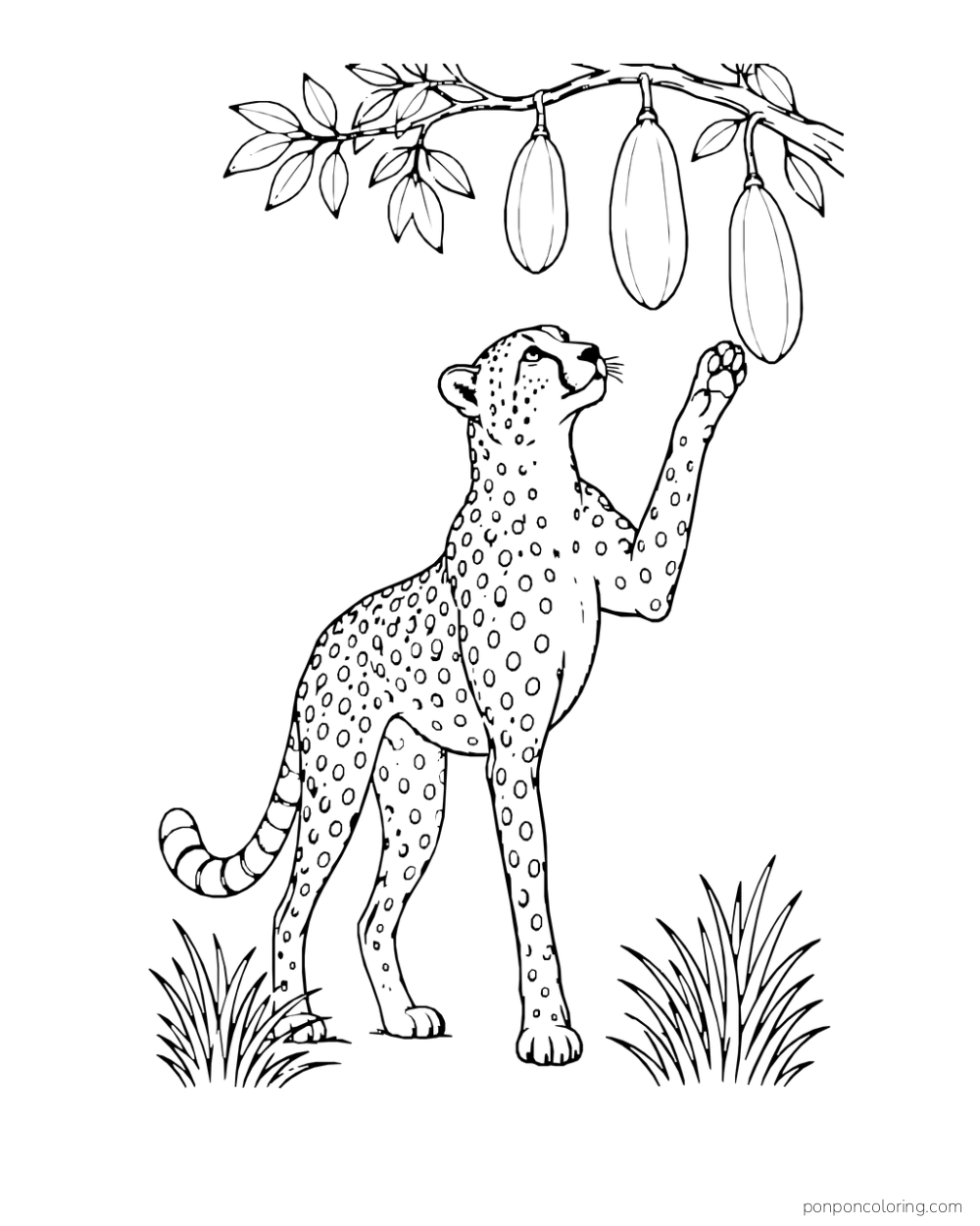 A cheetah raises a paw toward three hanging pods on a leafy branch.