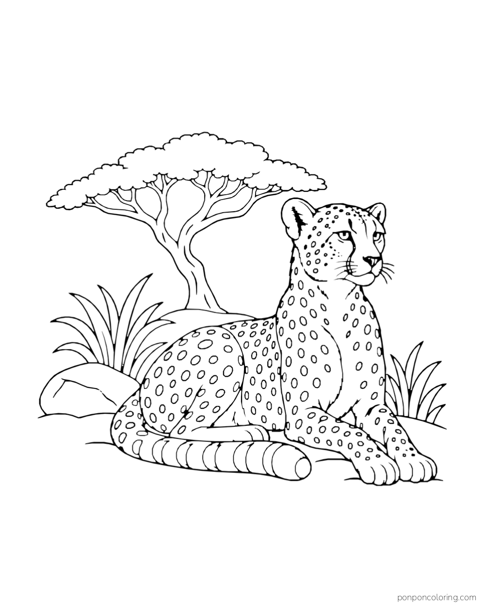 An adult cheetah rests beneath an acacia branch with its ringed tail curved near its paws.