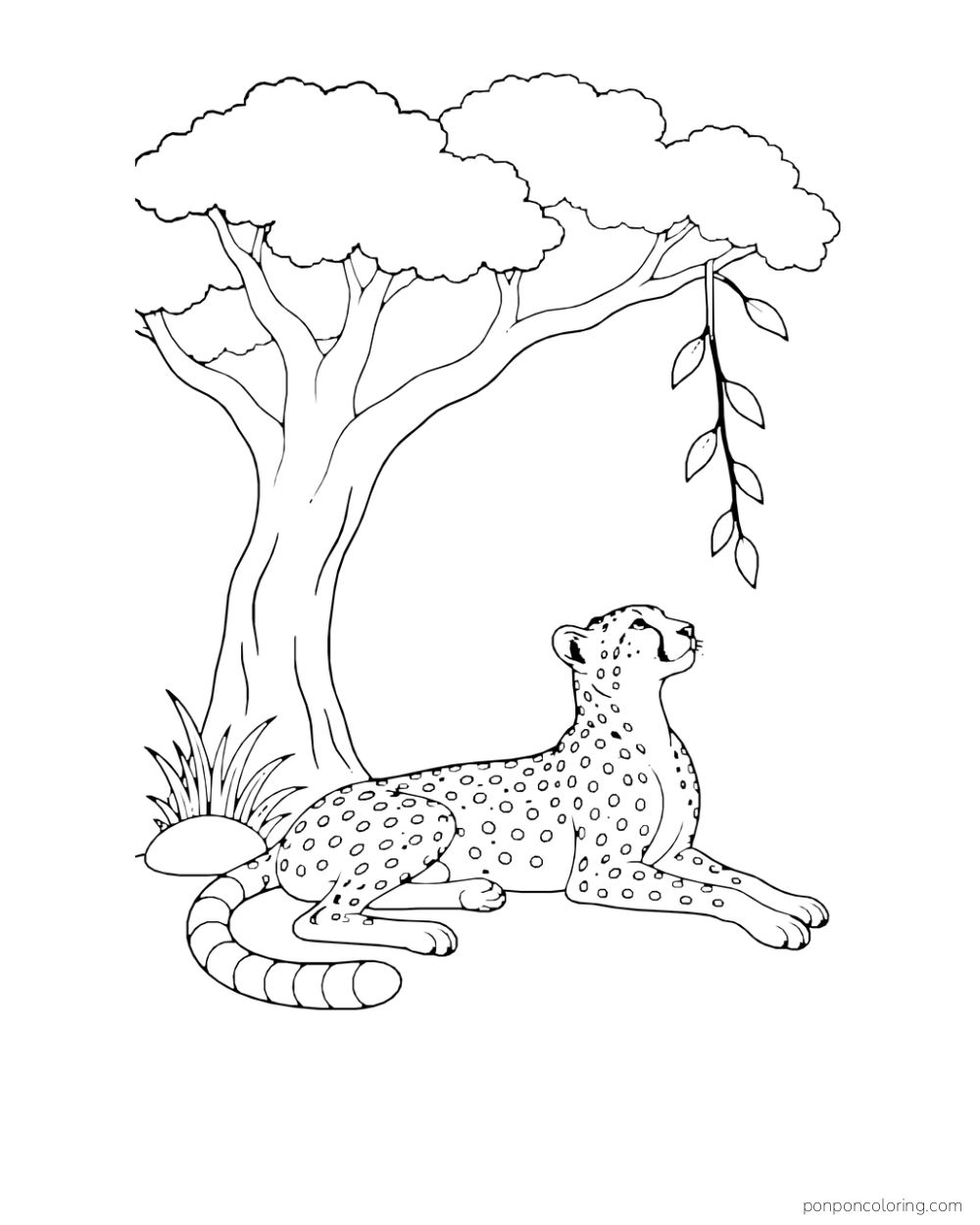 A cheetah reclines under a tree while looking toward a dangling vine.