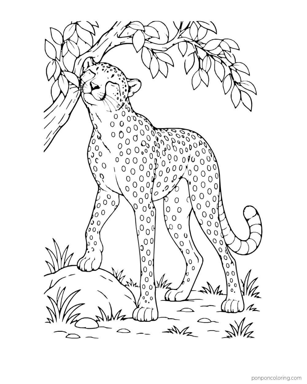 A standing cheetah rubs its cheek against a low leafy branch.