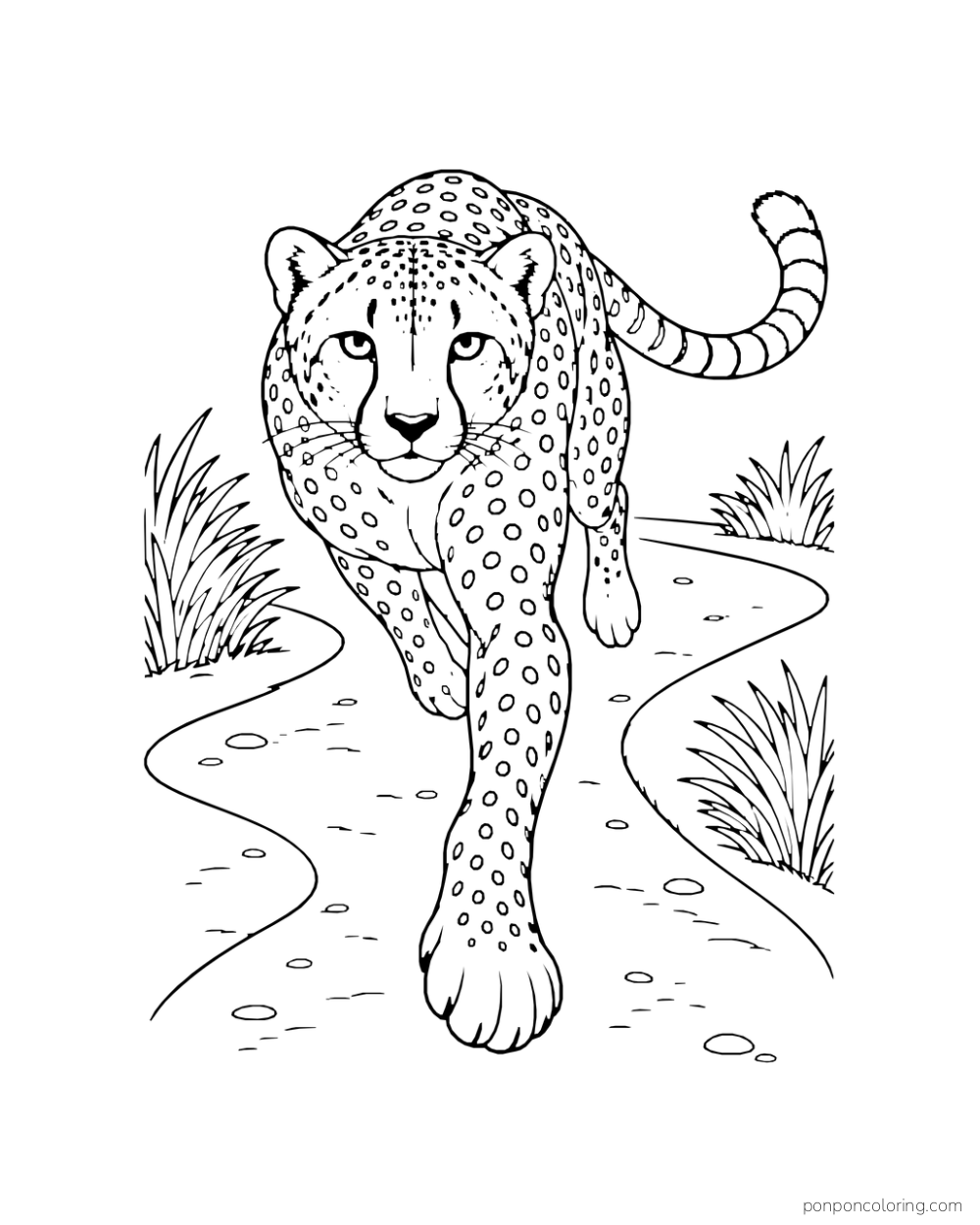 A cheetah runs toward the viewer along a curved path with one forepaw extended.