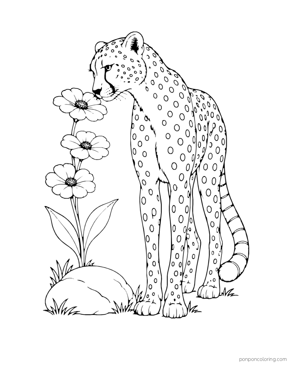 A cheetah leans toward a stalk of three flowers beside a smooth stone.