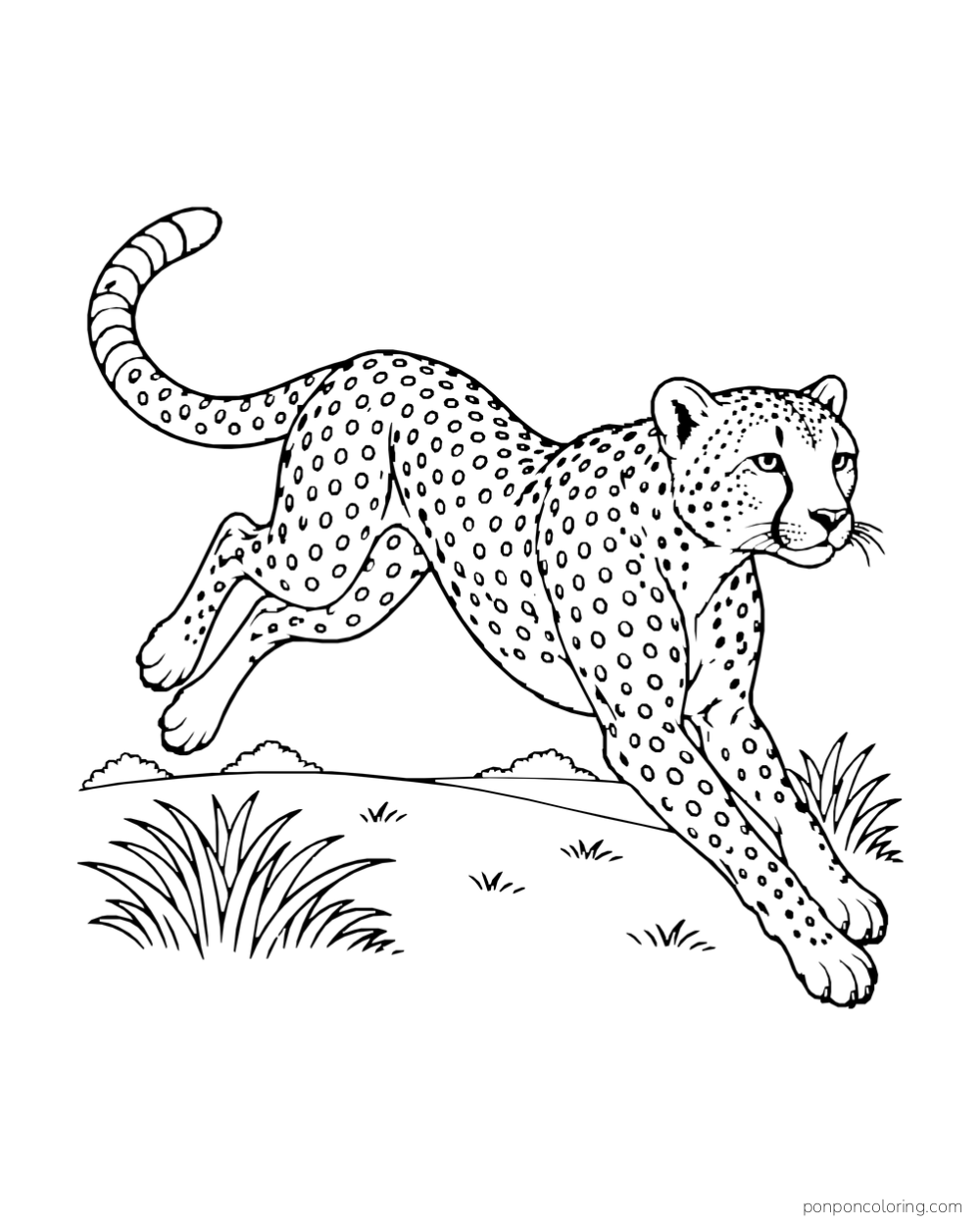 A cheetah stretches into a running stride across a grassy plain.
