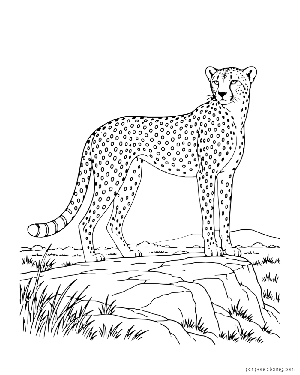 An adult cheetah stands alert on a low rock ledge above grass.