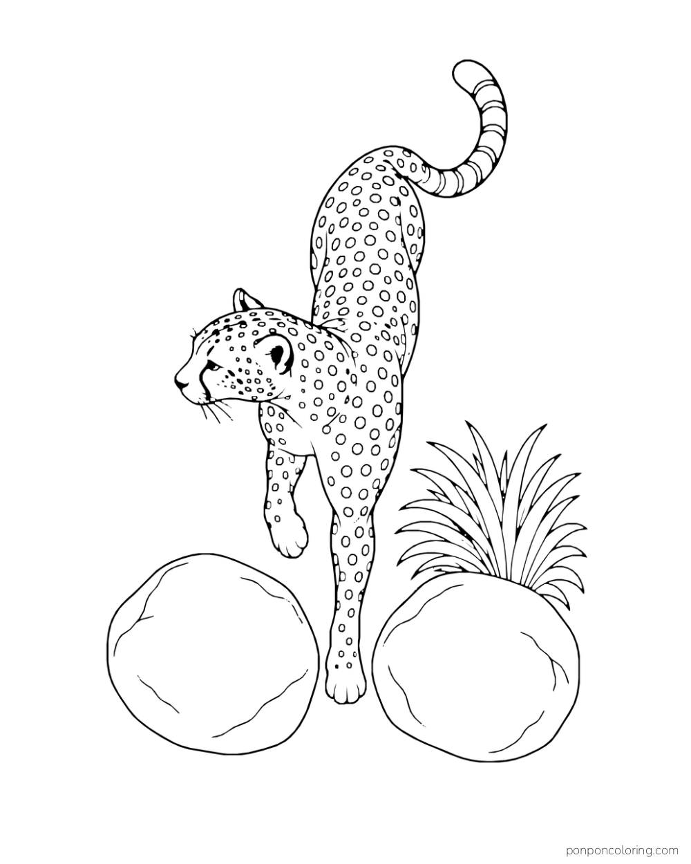 Seen from above, a cheetah steps between two smooth round stones.