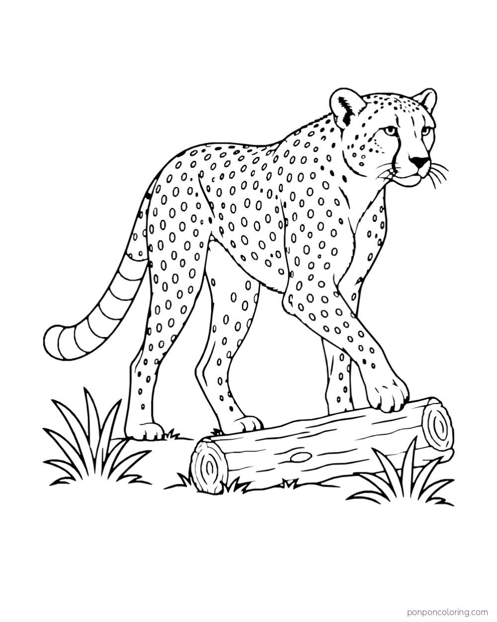 A long-legged cheetah steps over a fallen log beside two grass clumps.