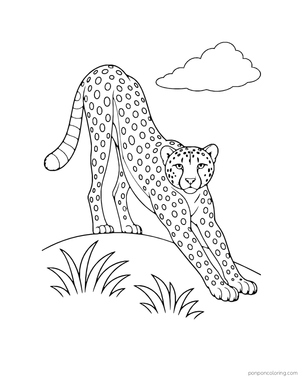A cheetah stretches its forelegs down a small grassy hill beneath one cloud.