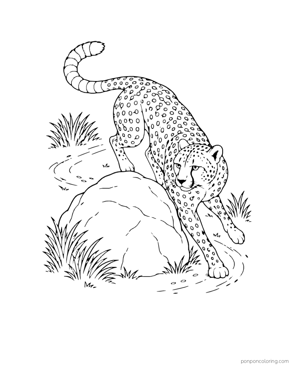 A cheetah curves around a low rounded boulder with one forepaw reaching ahead.