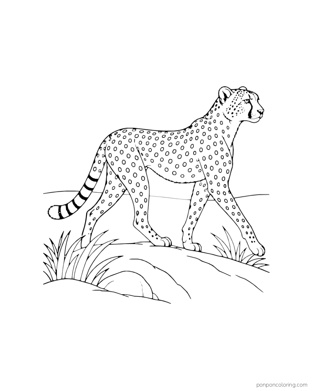 A cheetah walks in profile along a grassy ridge.