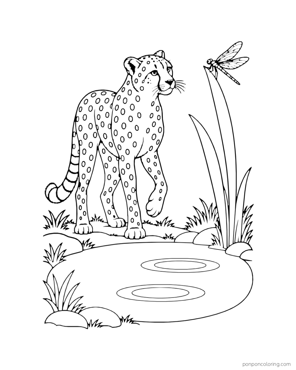 A cheetah watches a dragonfly perched on a reed beside a small pond.