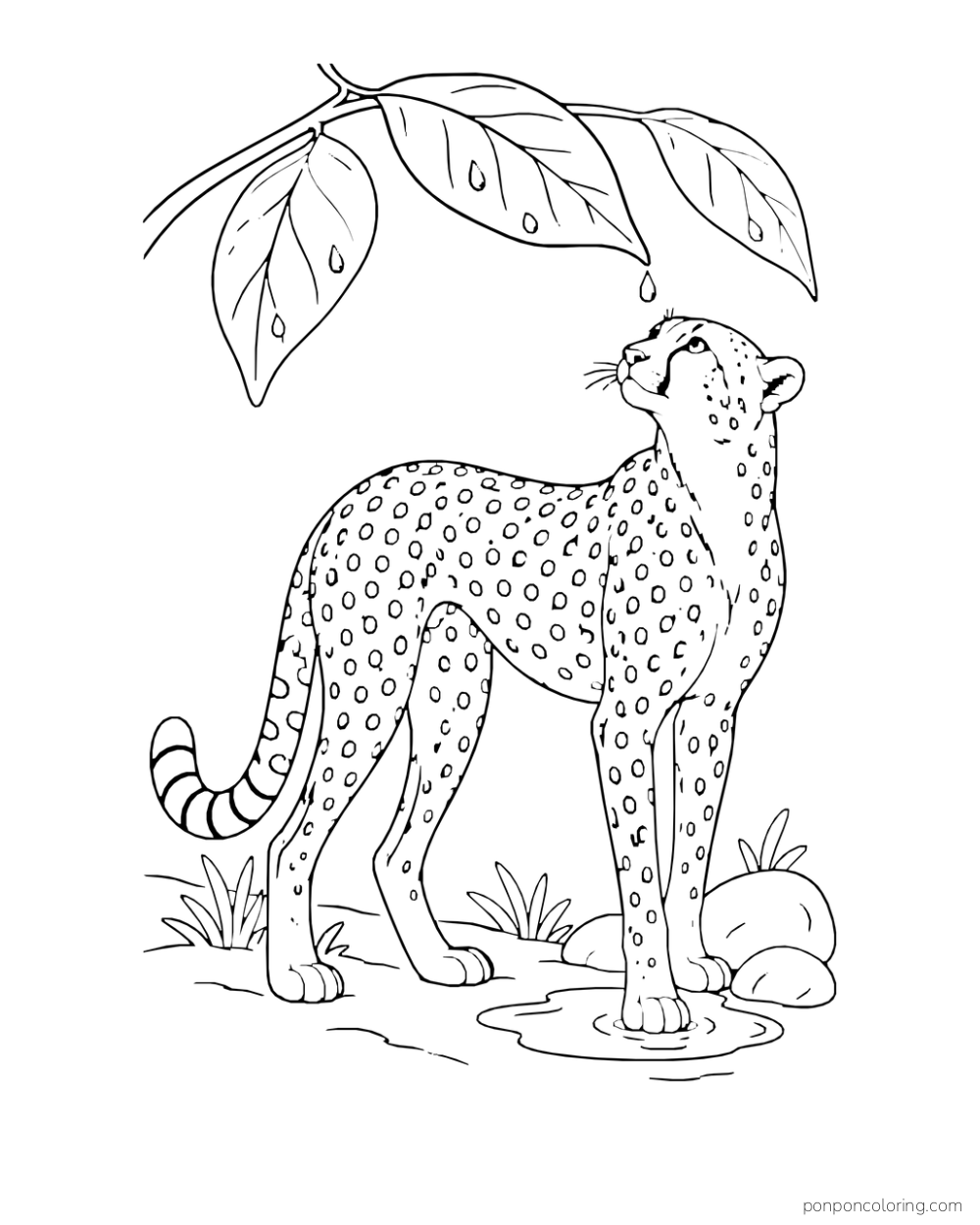 A cheetah looks up at a drop hanging beneath a broad leaf near a small puddle.