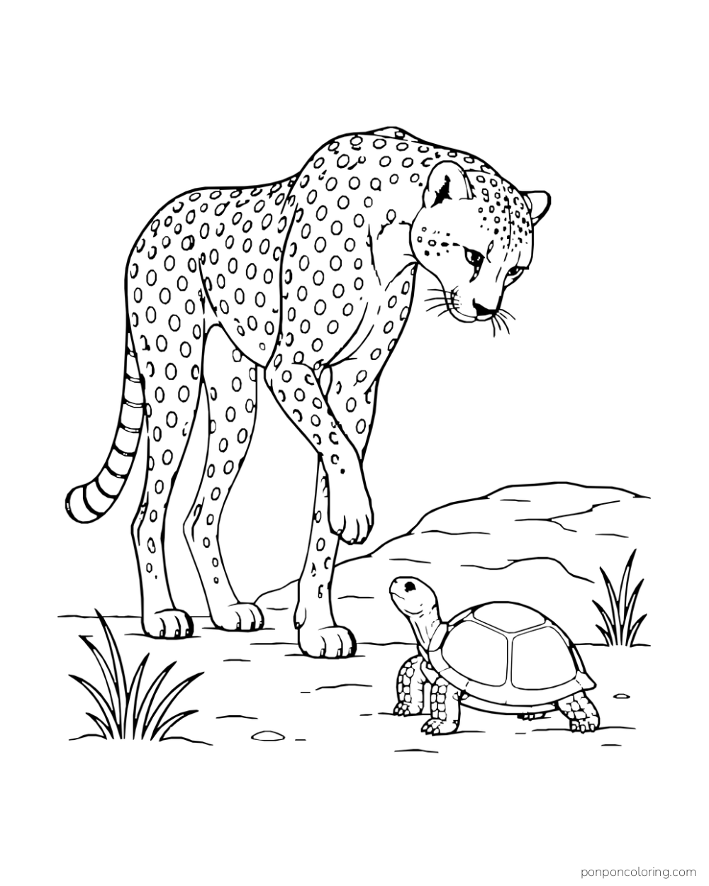 A cheetah lowers its head toward a small tortoise beside a flat rock.