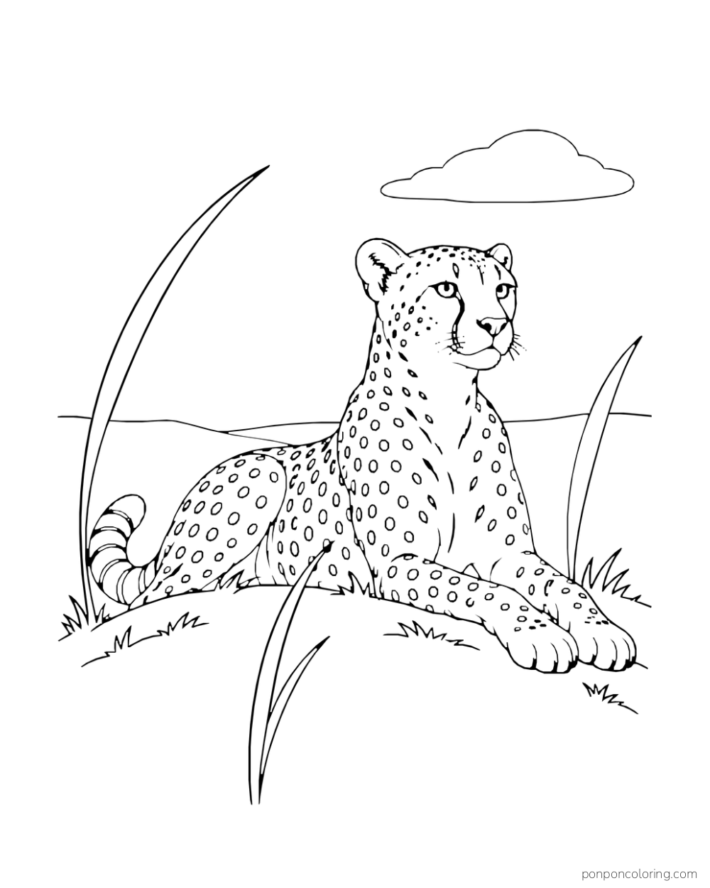 A cheetah lies with its head raised between tall grass blades.