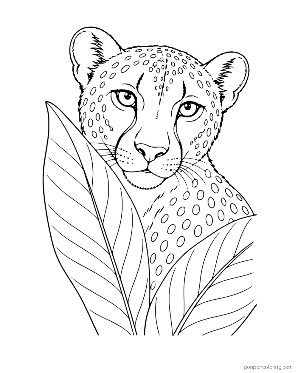 A close view of a cheetah face and shoulders between two broad leaves.