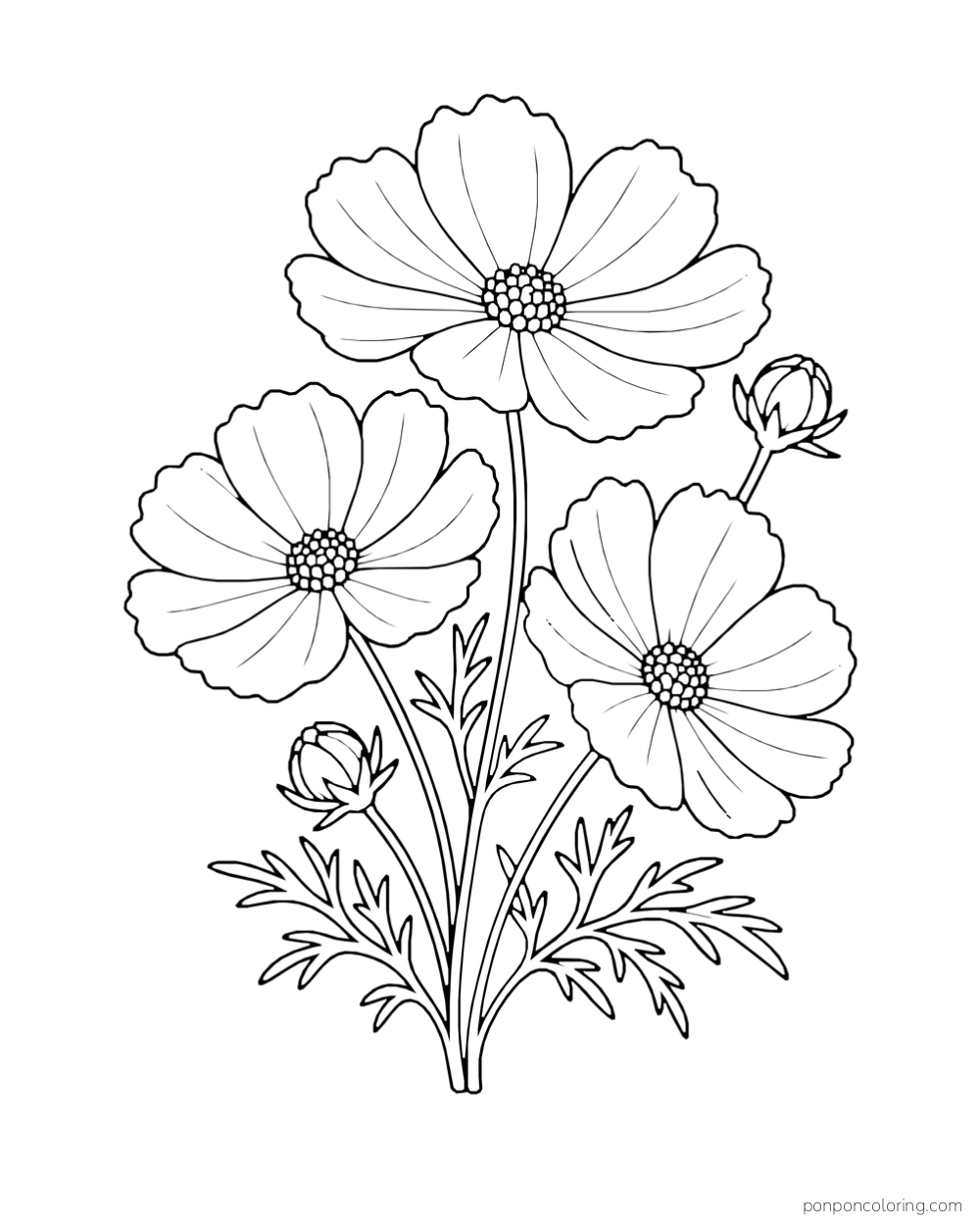 Three open cosmos flowers and two buds rise above finely divided leaves.
