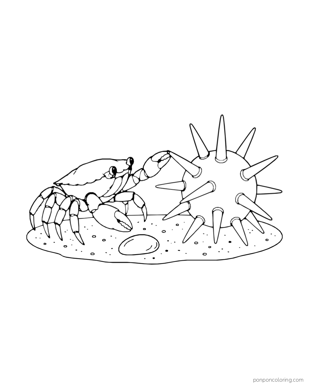 A crab reaches one claw toward a round sea urchin with long spines on a sandy patch.