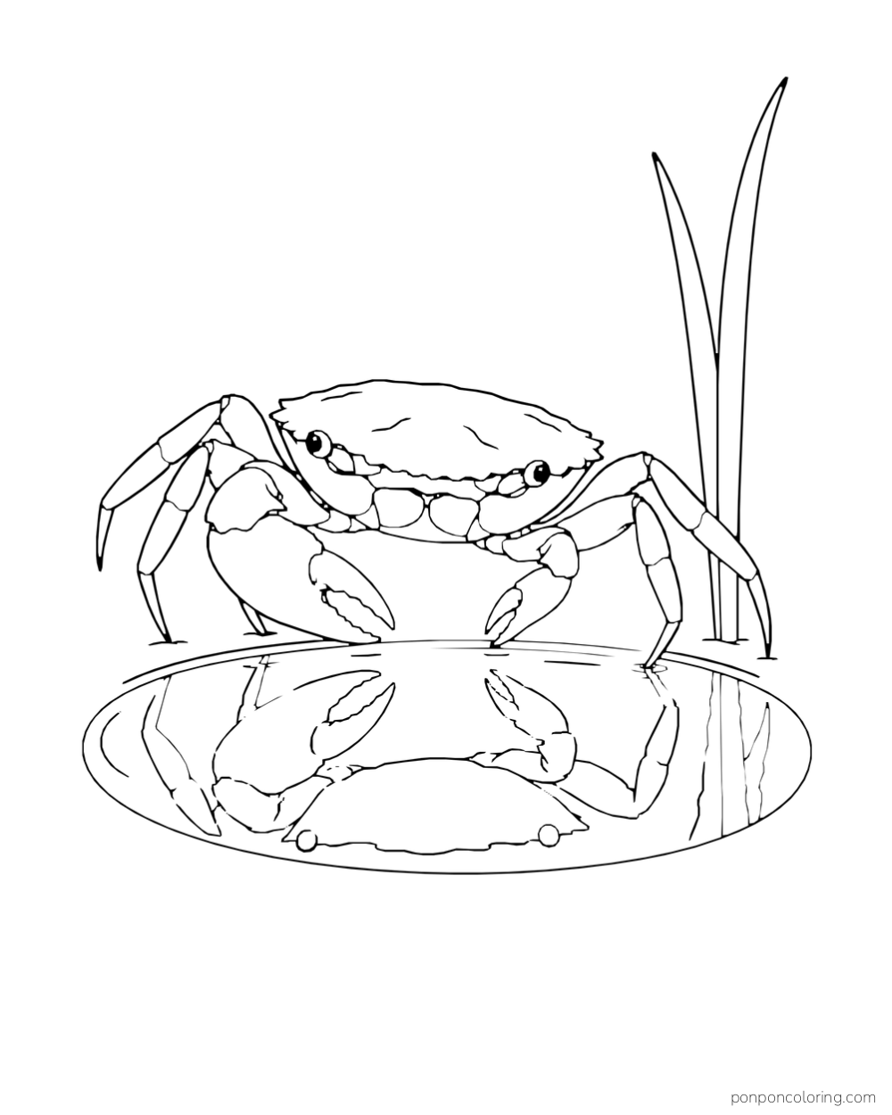 A crab stands beside an oval pool with its shape reflected in the water.