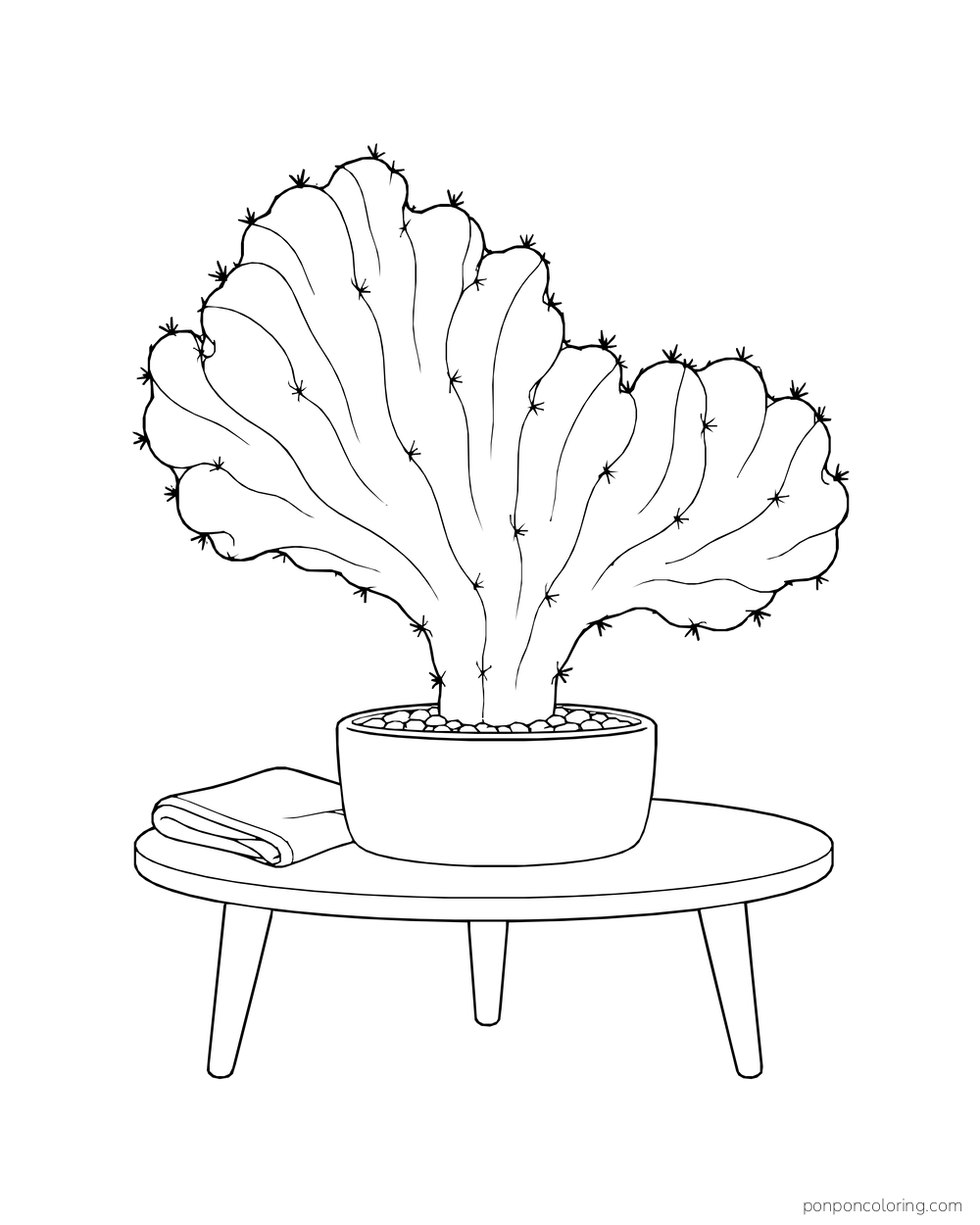 A fan-shaped crested cactus in a pot sits on a low table beside a folded cloth.