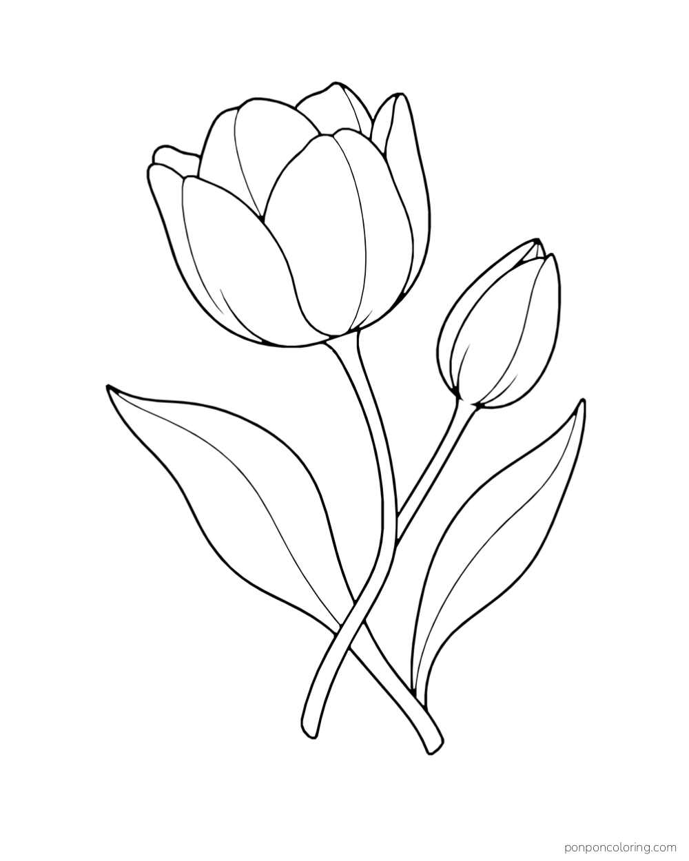 A large tulip and a smaller bud on two crossed stems with long leaves.