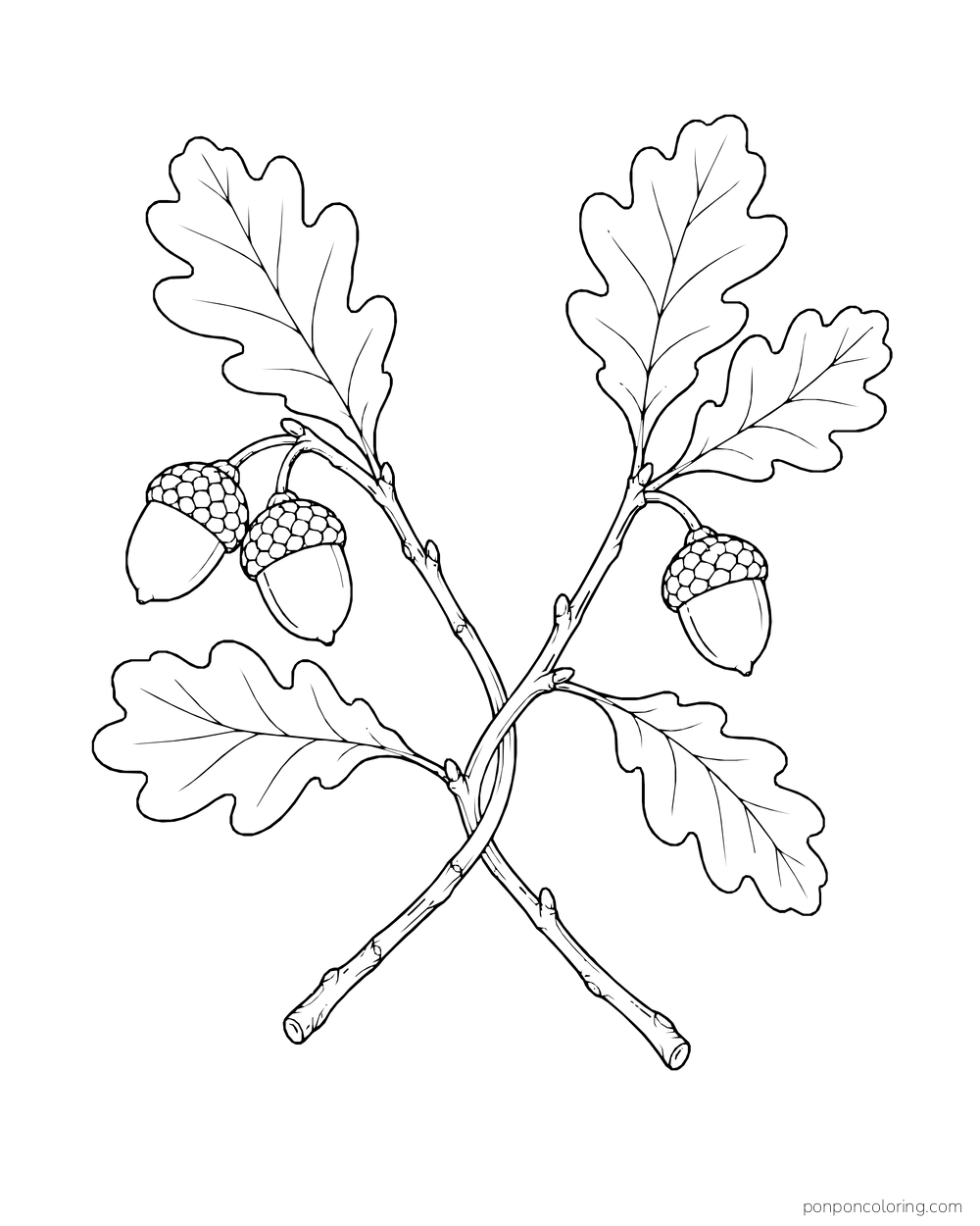 Two oak twigs cross beneath broad leaves and three hanging acorns.