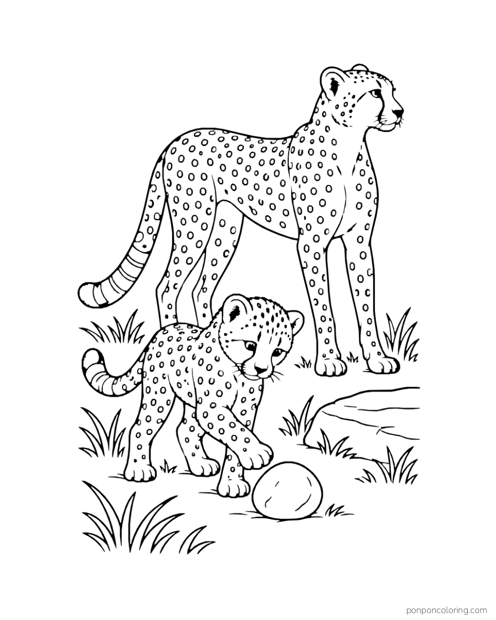 A cheetah cub paws a round stone while an adult watches nearby.
